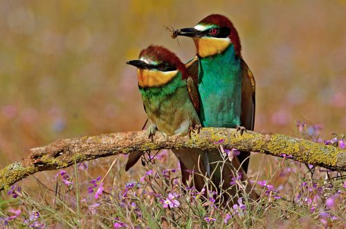 Tour de observación de aves en Zaragoza