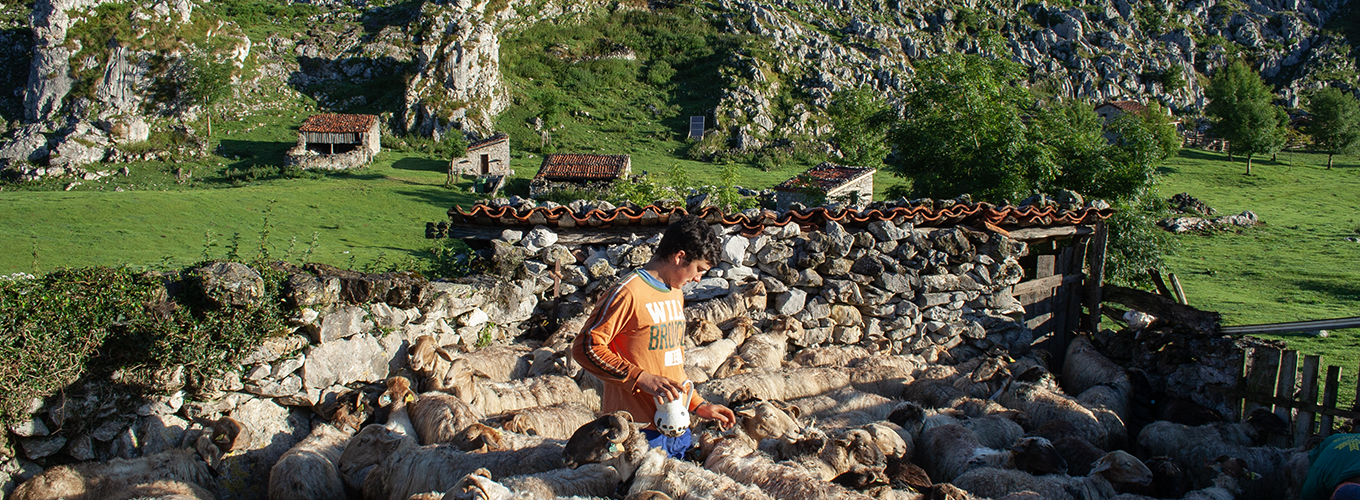 Milking to produce the Gamoneu cheese in the Picos de Europa