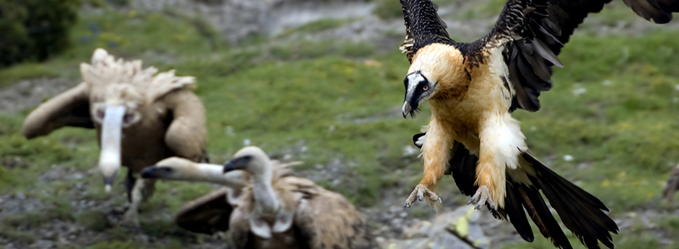 Bearded vultures and Gryphon vultures at a feeding station